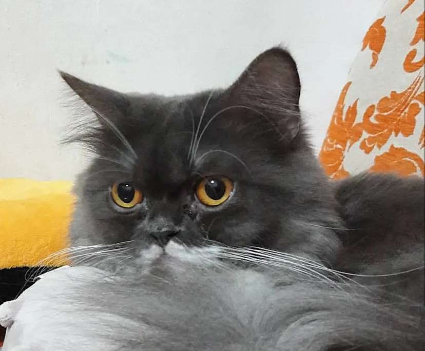 Diva
