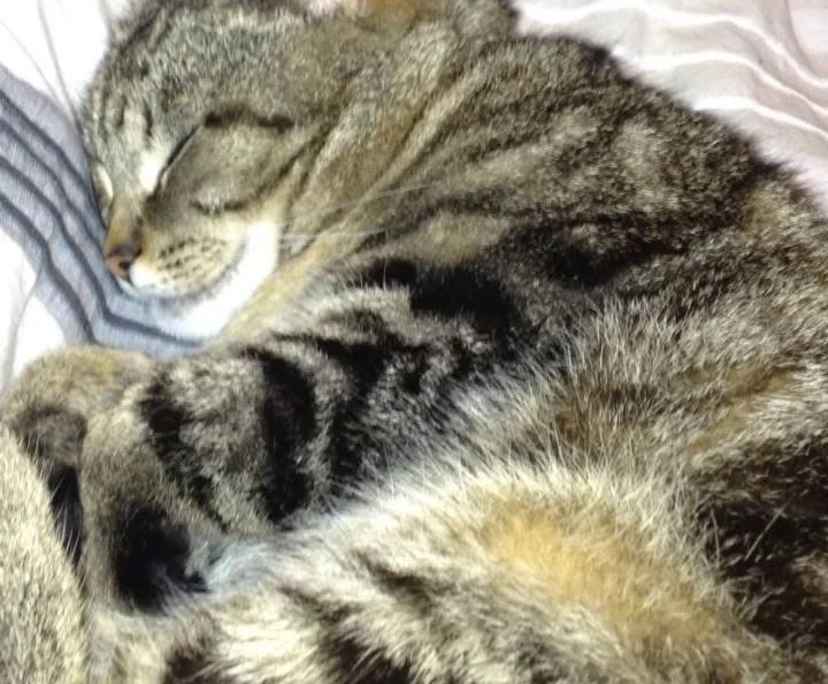 Joseph (51), $400, Non-smoker, Have pets, and No children