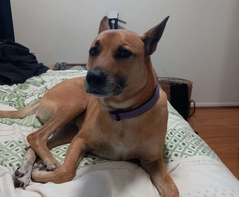 Jessie (42), $350, Non-smoker, Have pets, and No children