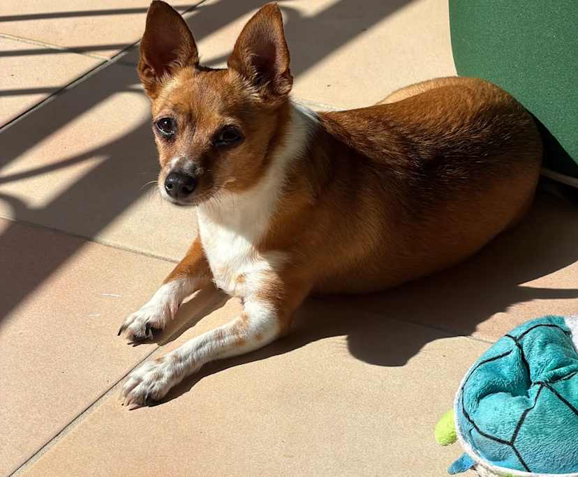 Alex (22), $350, LGBTQIA+, Non-smoker, Have pets, and No children