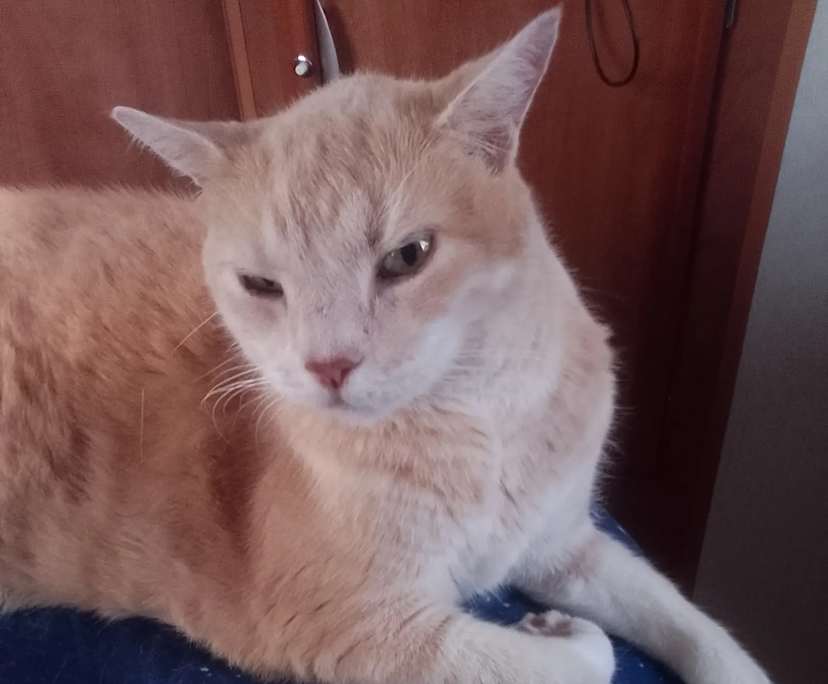 Briony Peters (47), $350, Non-smoker, Have pets, and No children