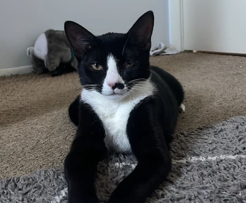 Levi