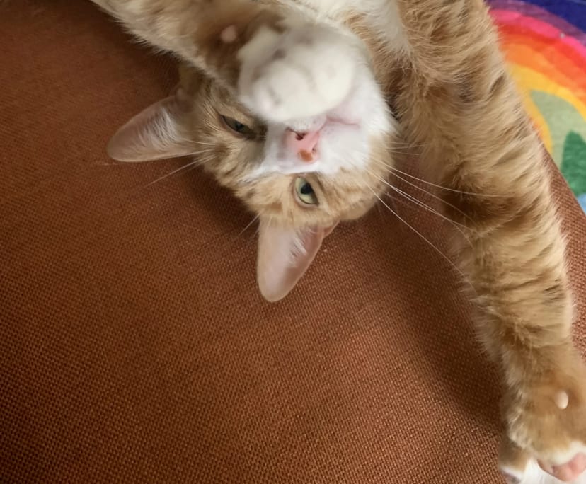 Amelia