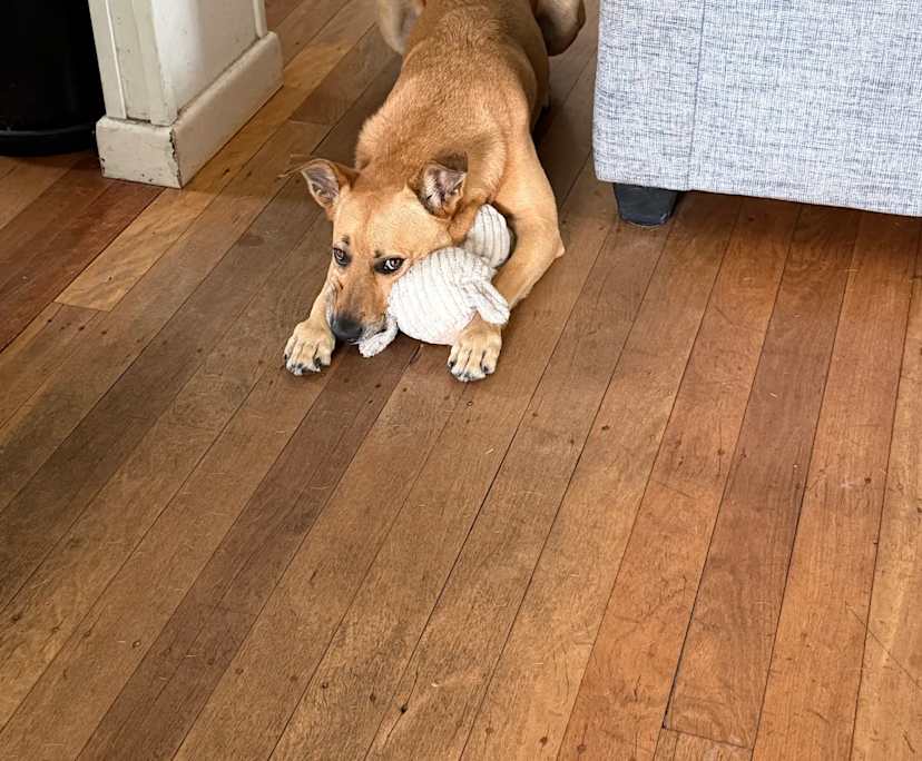 Esmay (36), $400, Non-smoker, No pets, and No children