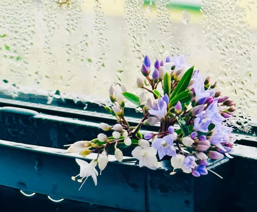 Salini (32) and Sudheesh (34), $600, 