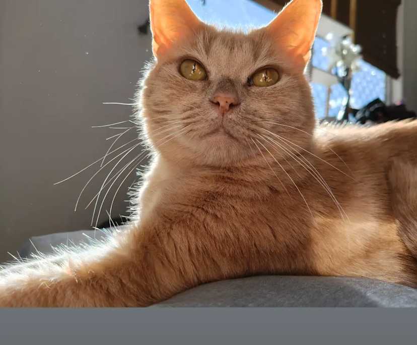 Mandi