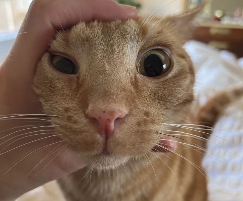 Lauren (31), $150, Have pets, Non-smoker, and No children