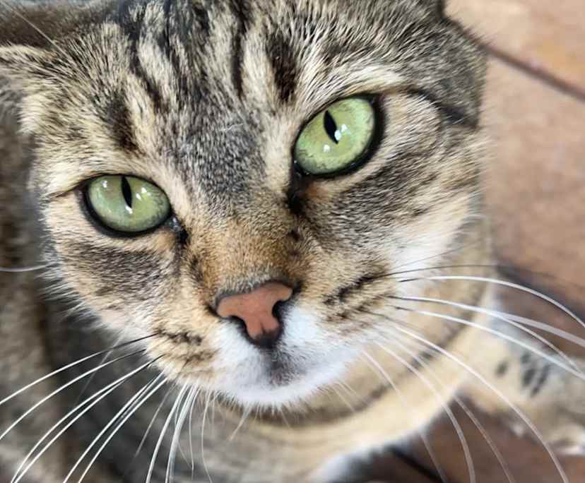 Cassandra