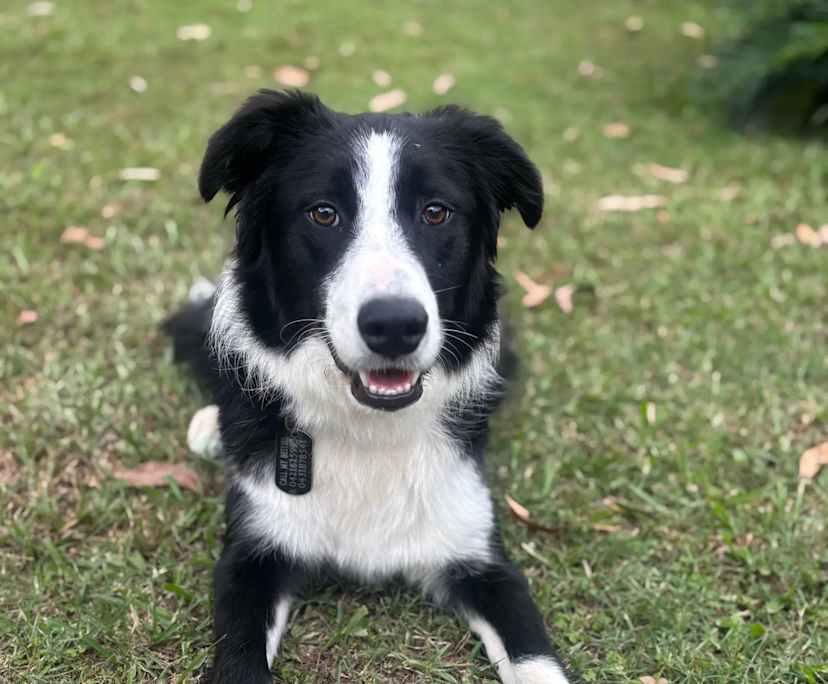 Caius (19) and Evy (17), $480, Non-smoker, Have pets, and No children