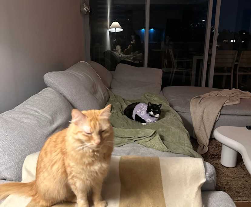 Isabella (23), $350, Non-smoker, Have pets, and No children