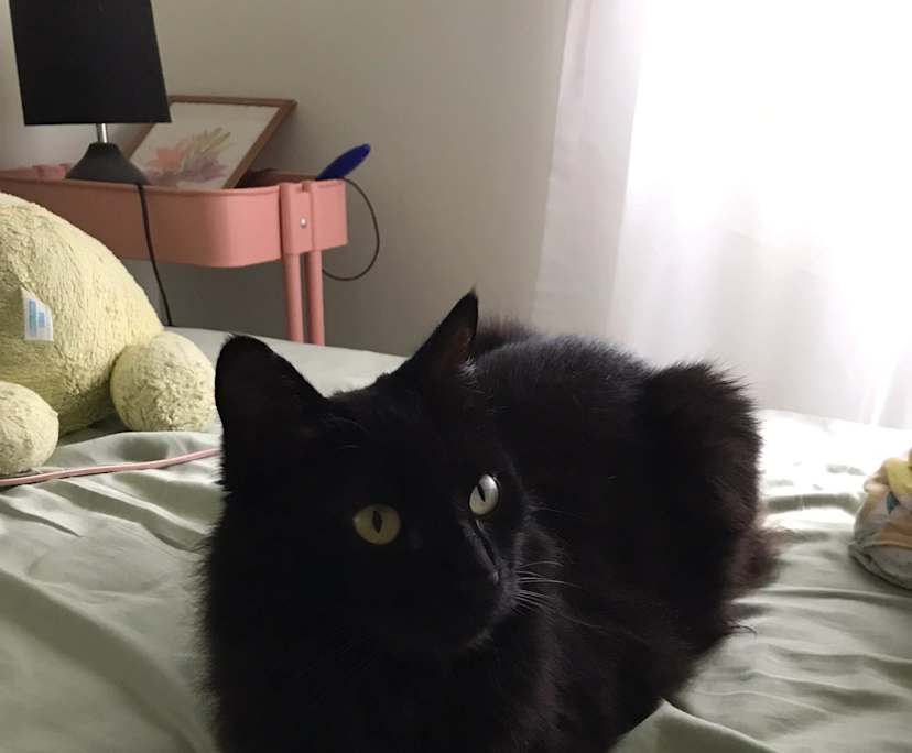 Molly (31), $340, Have pets, LGBTQIA+, Non-smoker, and No children