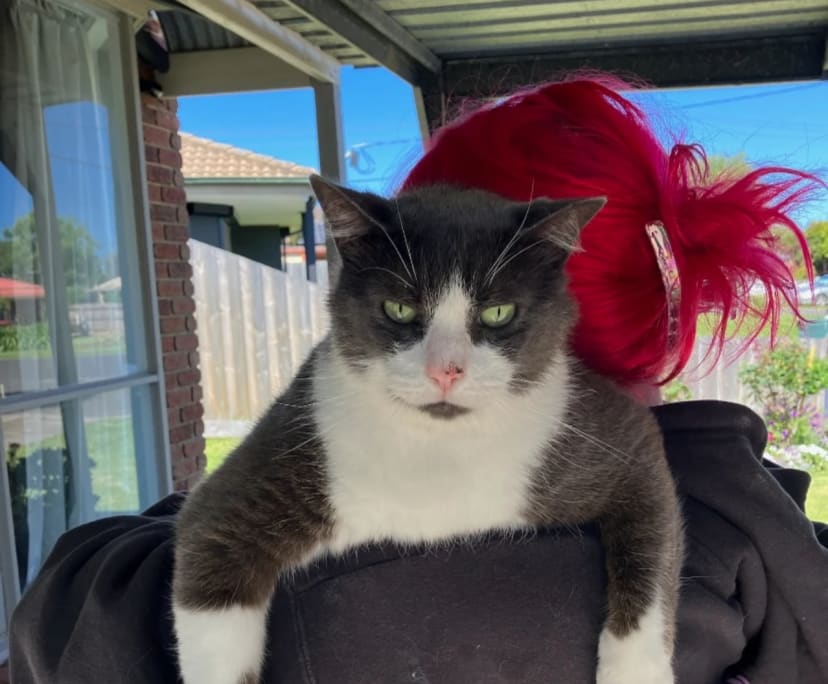 Luka (18) and Brayden (18), $280, Have pets, Smoker, and No children