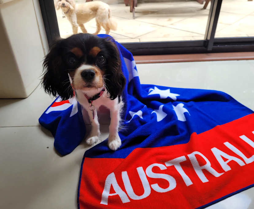 Izzie (43), $350, Non-smoker, Have pets, and No children