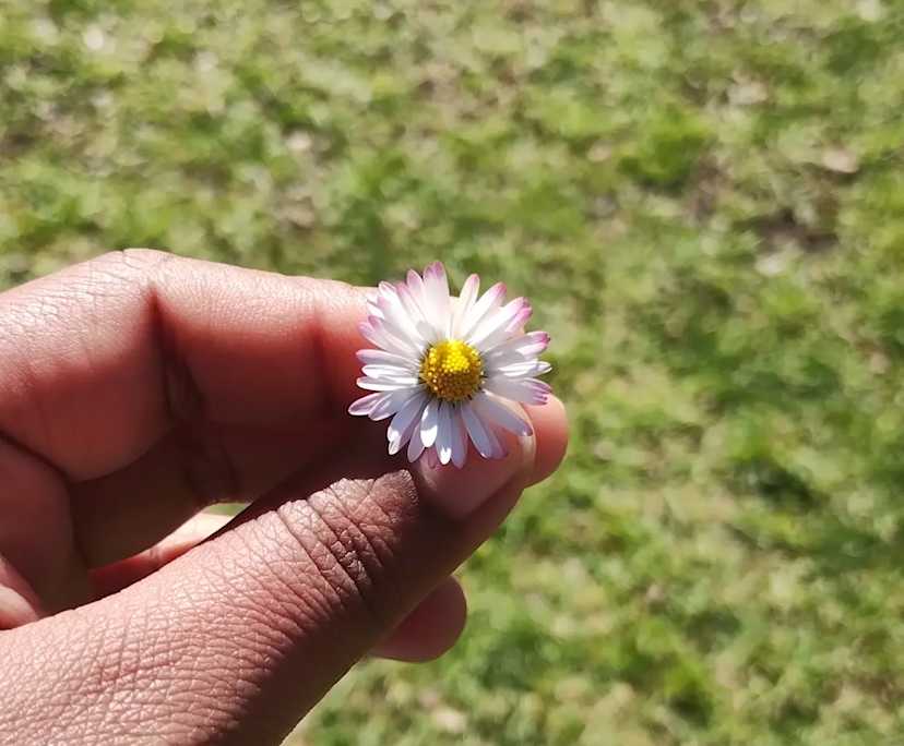 Anmaria