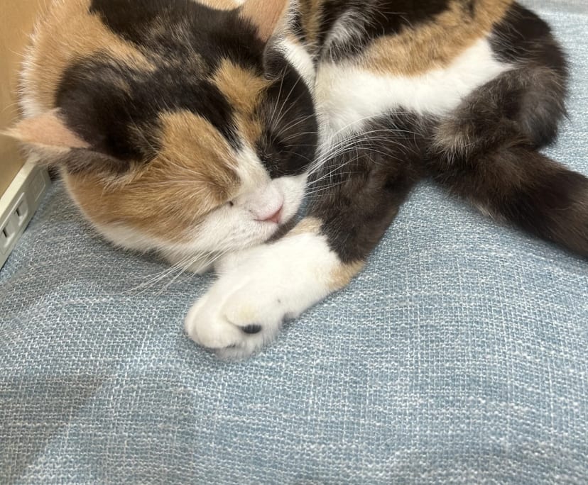 Hana