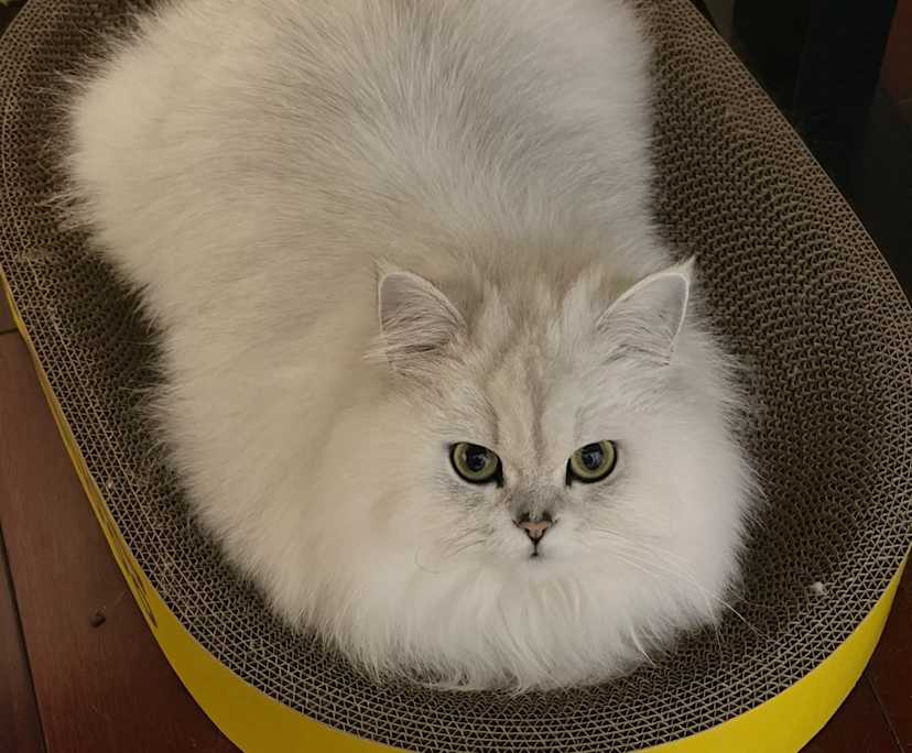 Clara