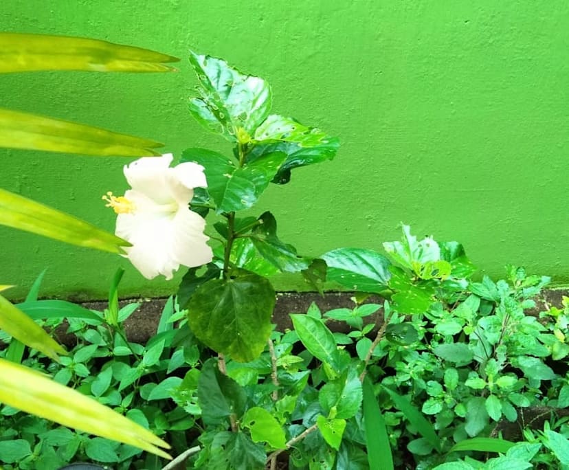Anjana (26), $300, 