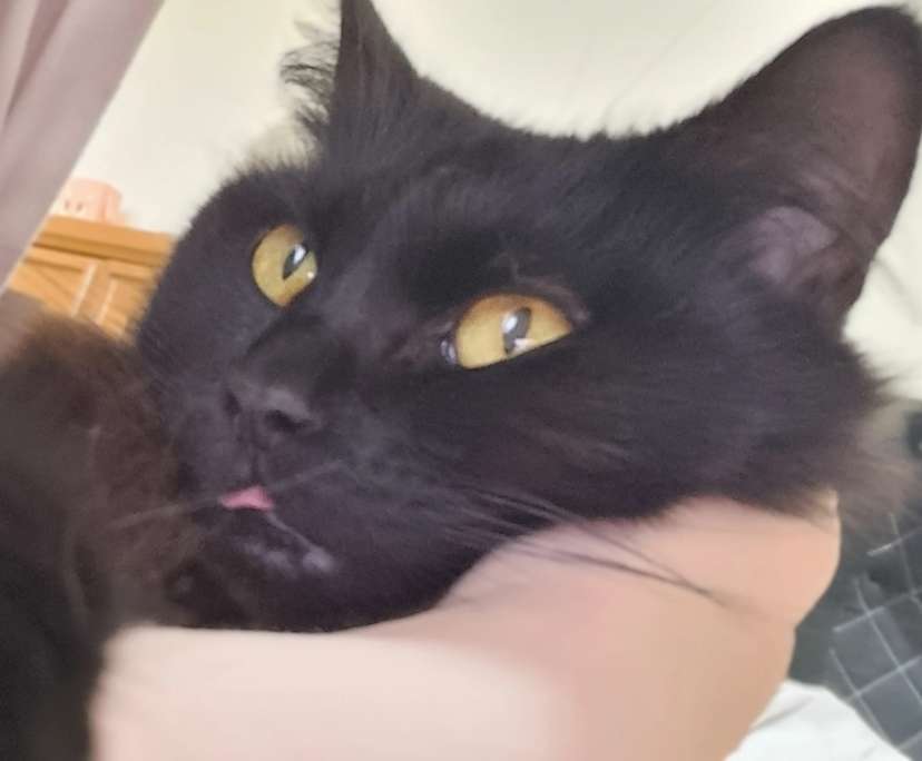 Soup (22), $388, LGBTQIA+, Have pets, Smoker, and No children