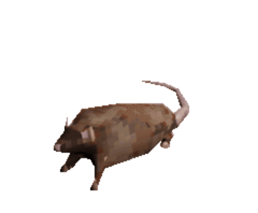 Rat