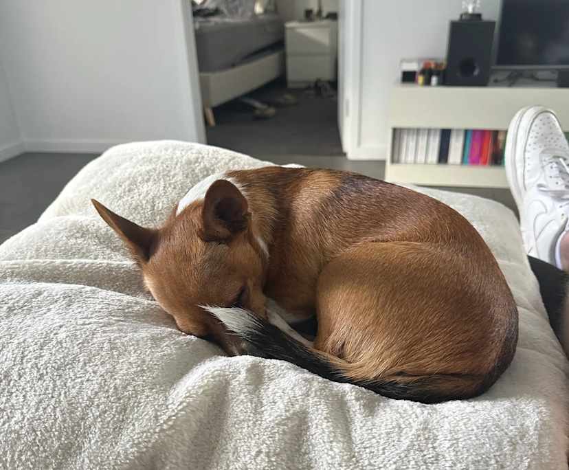 Alex (22), $350, LGBTQIA+, Non-smoker, Have pets, and No children