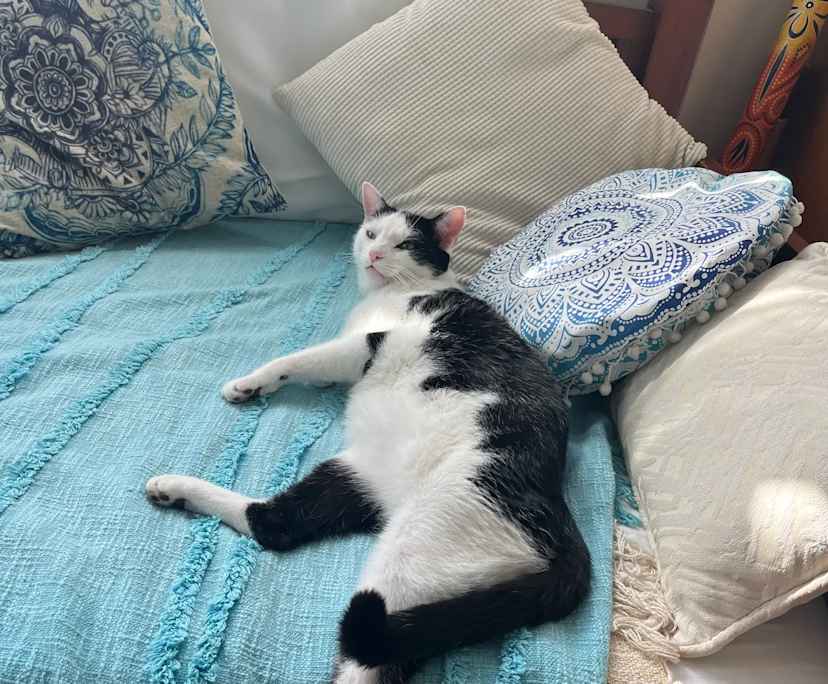 Alexandra (19), $350, Non-smoker, Have pets, and No children