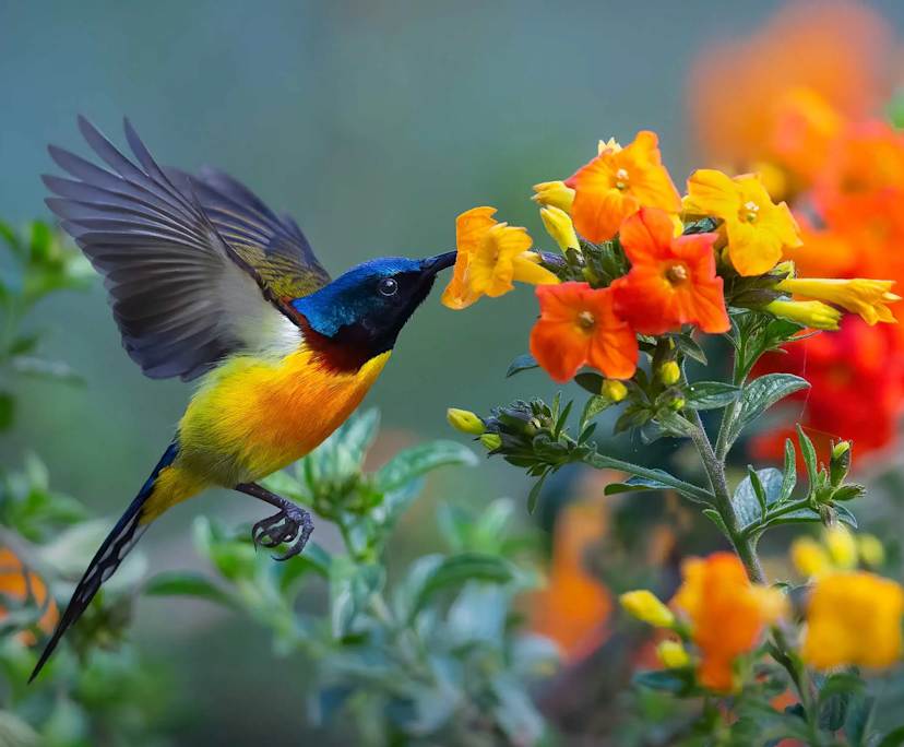 Amy (46), $200, Non-smoker, No pets, and No children