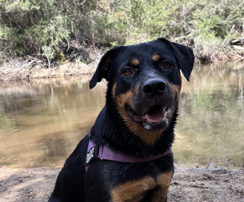 Amy (24), $300, Non-smoker, Have pets, and No children