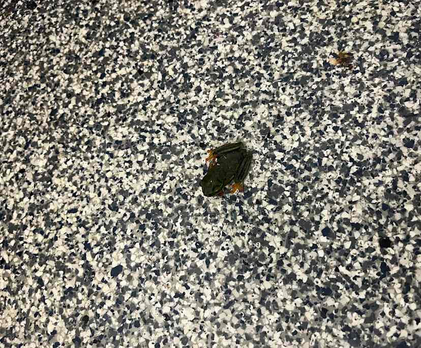 Megumi (27), $100, Non-smoker, No pets, and No children