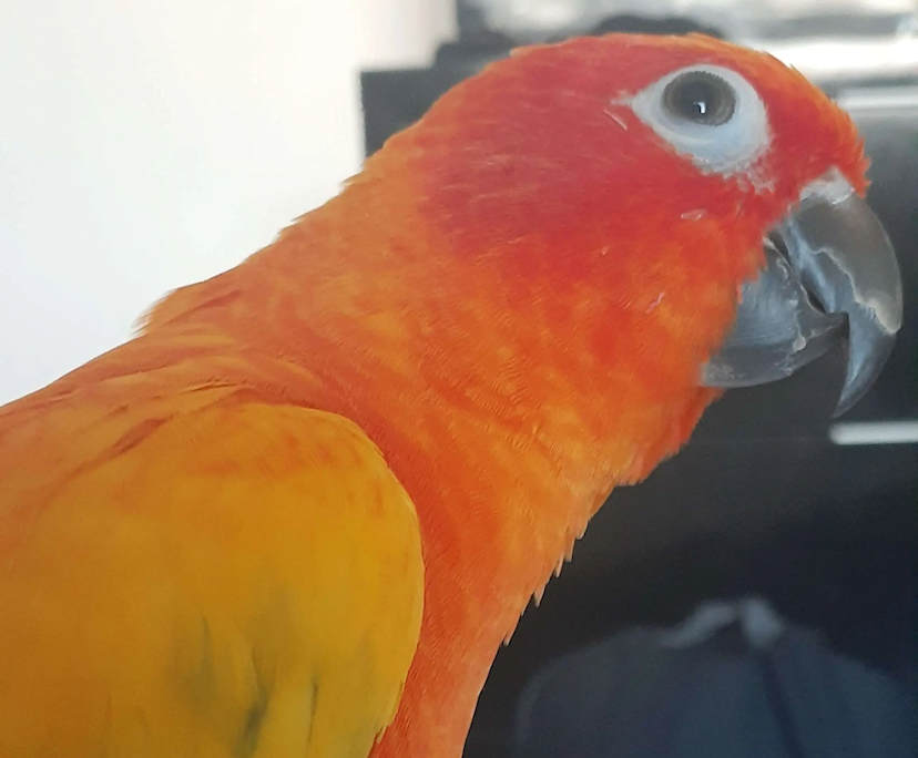 El (19), $400, Non-smoker, Have pets, and No children