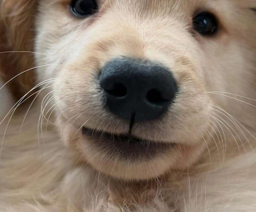 Hazel
