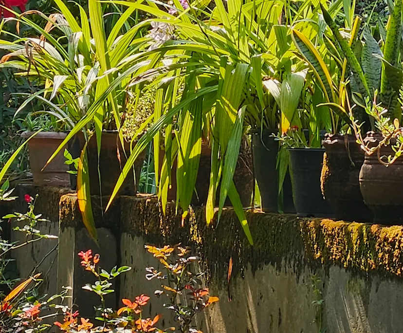 Niranjana Joy Manayil