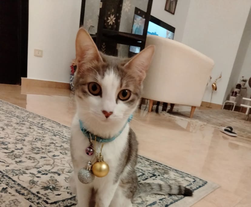 Didi