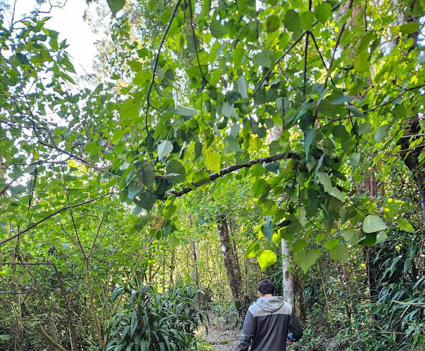 Cormac (27), $350, Non-smoker, No pets, and No children