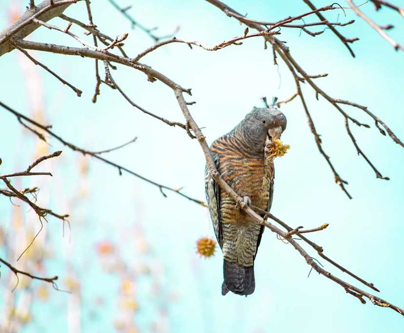 Aurora (41) and Kane (35), $500, Non-smoker, No pets, and No children