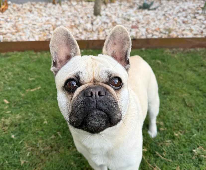 Emily (23), $400, Non-smoker, Have pets, and No children