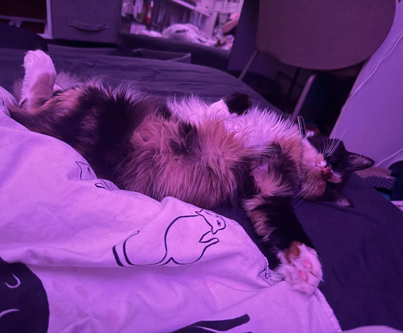 Jay (18), $300, Have pets, Smoker, and No children