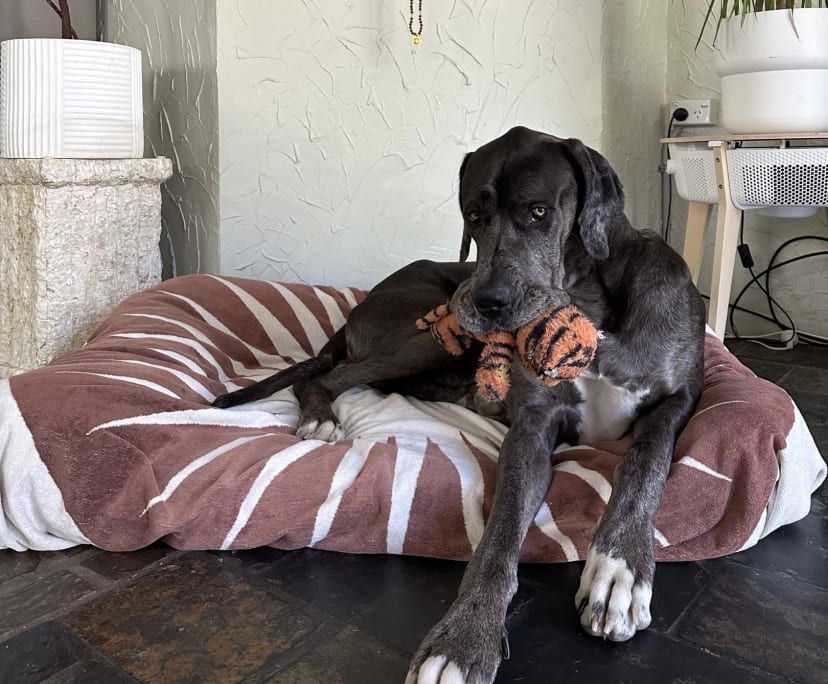 Katie (36), $500, Non-smoker, Have pets, and No children