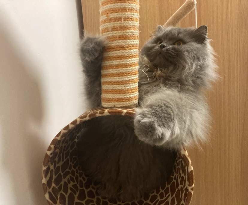 Mengfei (29), $280, Smoker, No pets, and No children