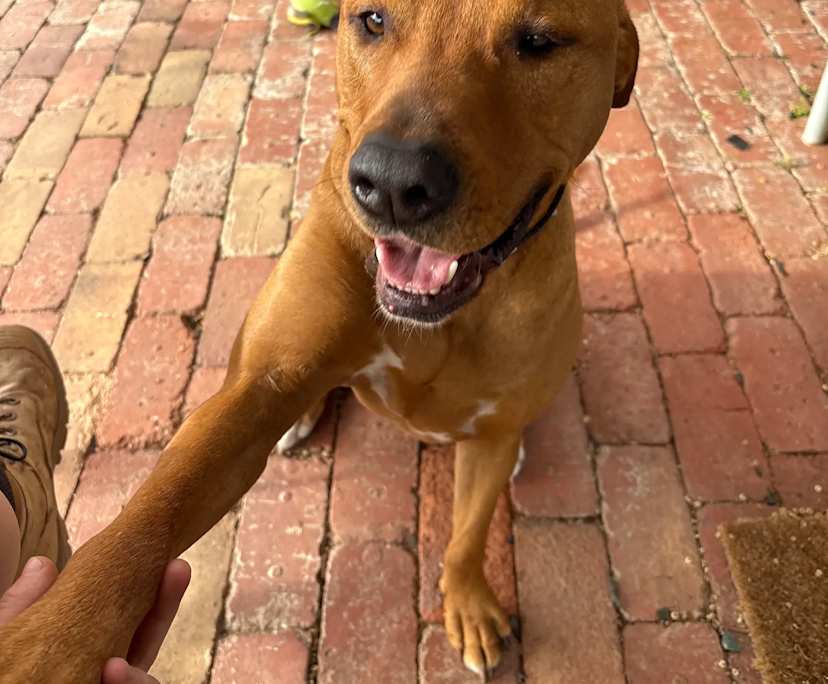 Holly (35), $350, Non-smoker, Have pets, and No children