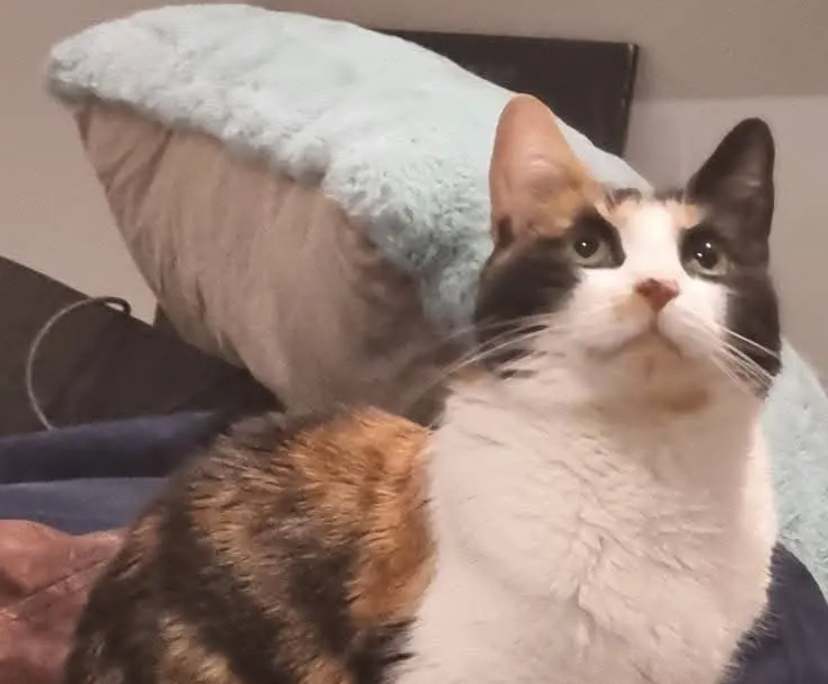 Scott (52), $350, LGBTQIA+, Non-smoker, No pets, and No children