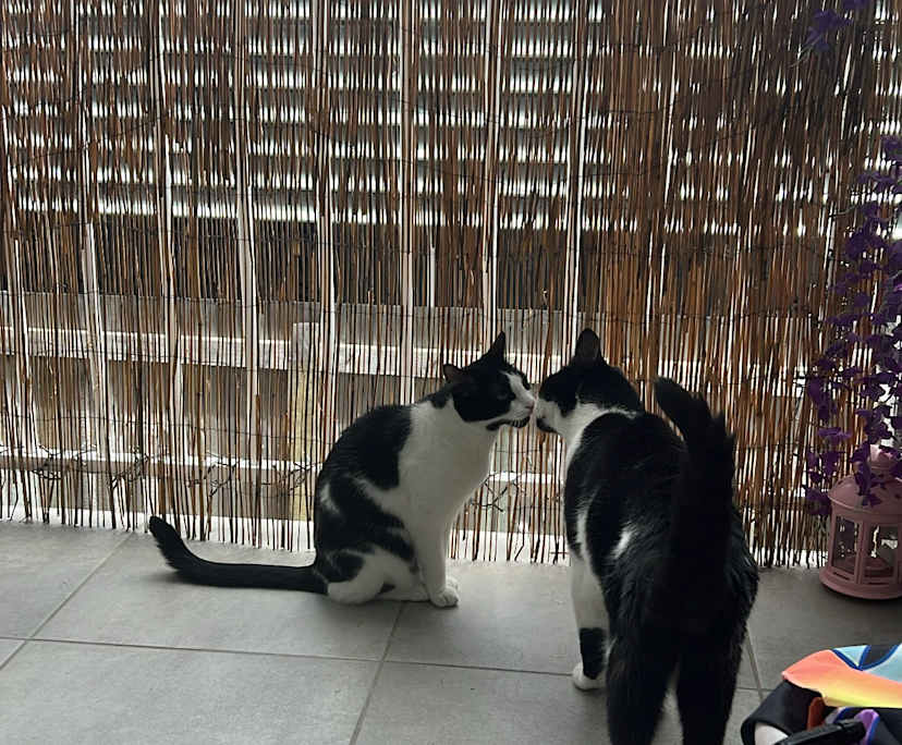 Phoenix (24), $300, Non-smoker, Have pets, and No children