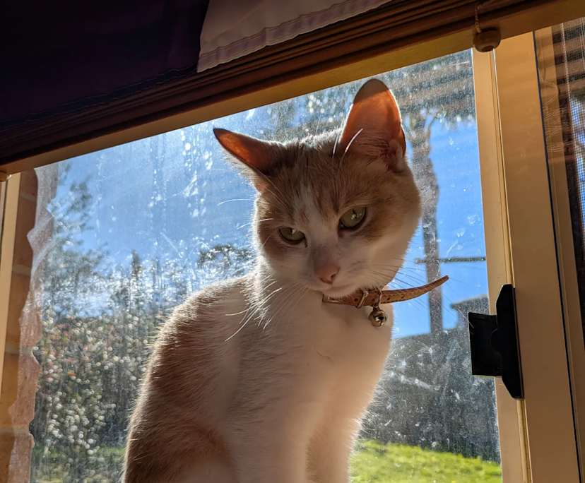 Haiden (24), $210, LGBTQIA+, Non-smoker, Have pets, and No children