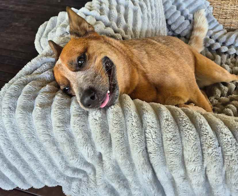 Ashleigh (33), $350, Have pets, Non-smoker, and No children