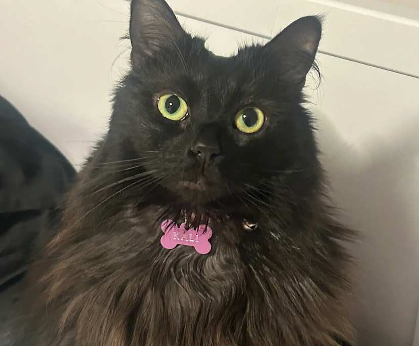 Georgia (22), $250, Non-smoker, Have pets, and No children