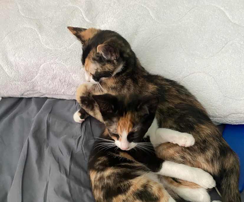 Cassius (18), $500, Smoker, LGBTQIA+, Have pets, and No children