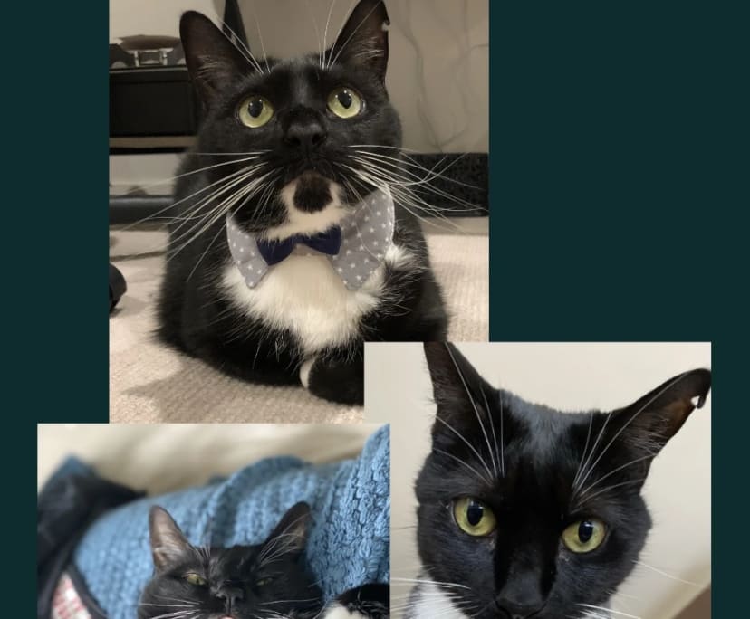 Sylvie (27), $200, LGBTQIA+, Non-smoker, Have pets, and No children