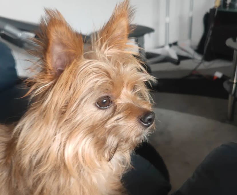 Victor
