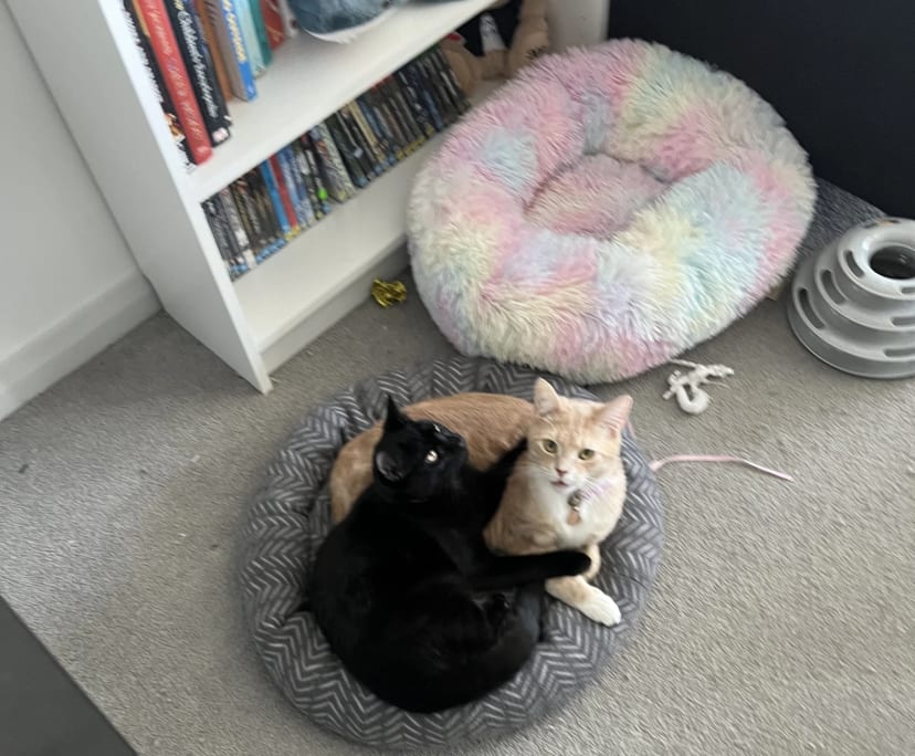 Izzy (21), $350, Have pets, Non-smoker, and No children