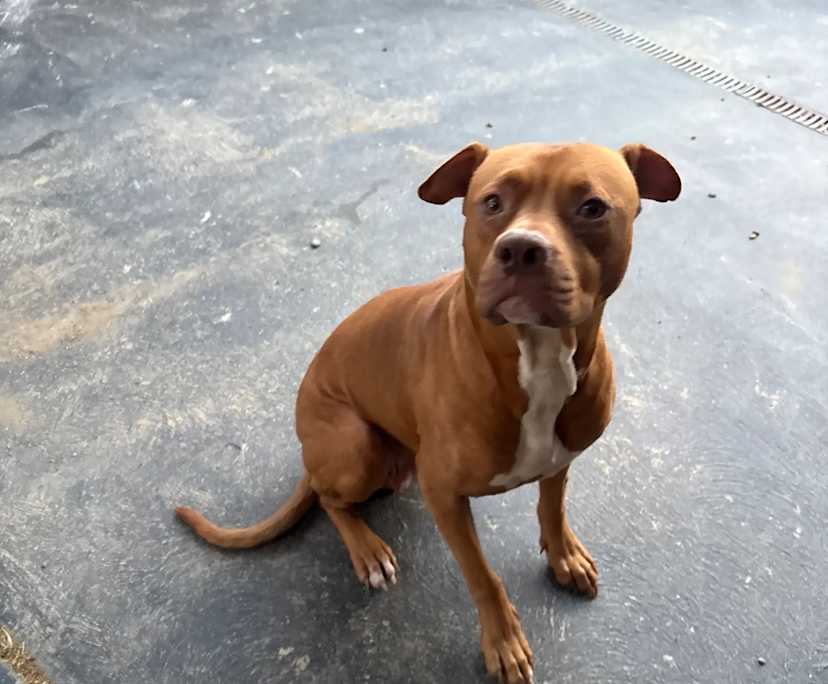 Daniel (43), $450, Non-smoker, Have pets, and No children