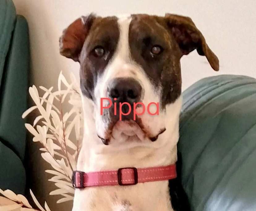 Ashley (55), $250, Have pets, Smoker, and No children